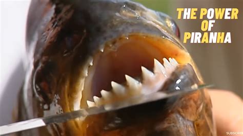 piranha bite force